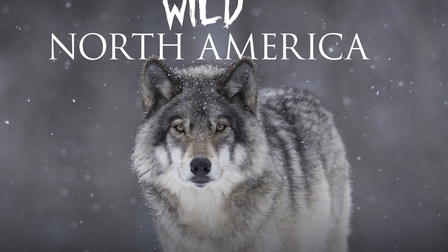 Wild North America