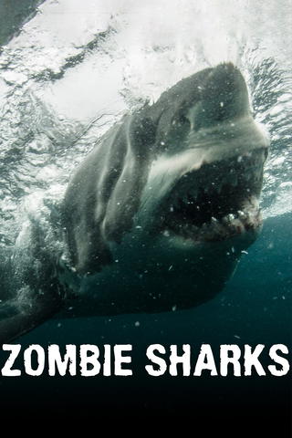 Tubarão Zumbi: O Fenômeno