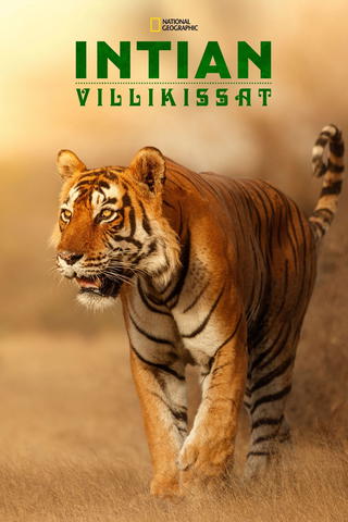 Intian villikissat