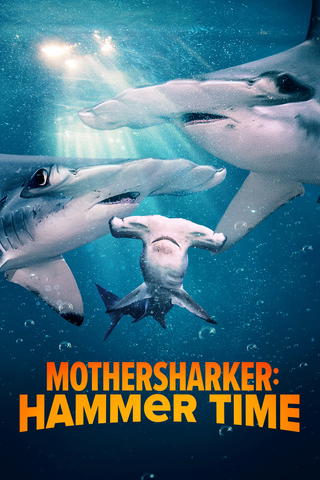 Requins-marteaux : naissance mystère