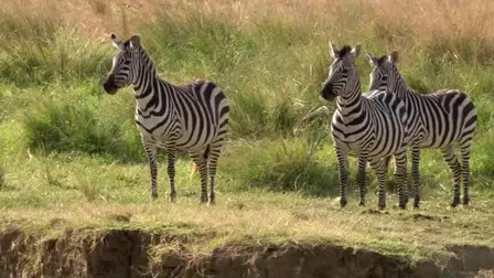 Zebras on the Move