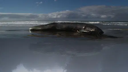 ¡Vivan las Antipodas!