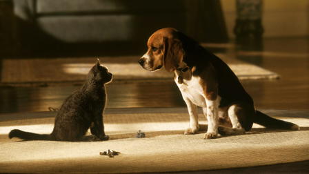Cats & Dogs