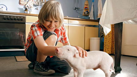 Rudi the Racing Pig
