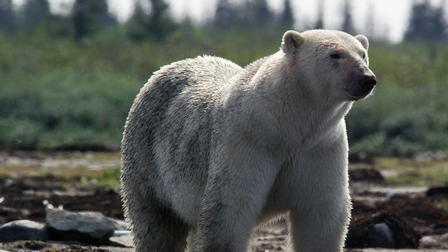 Canada: A Year in the Wild