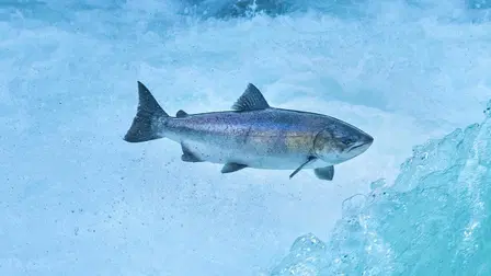 Le saumon disparu