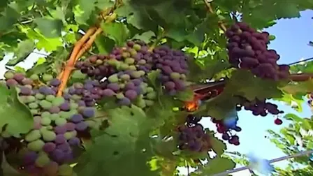 From Vine to Wine