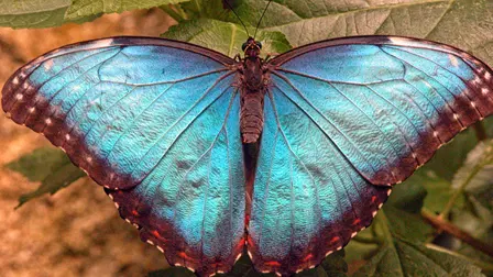 Explore the Wildlife Kingdom: The Hidden World of Africa