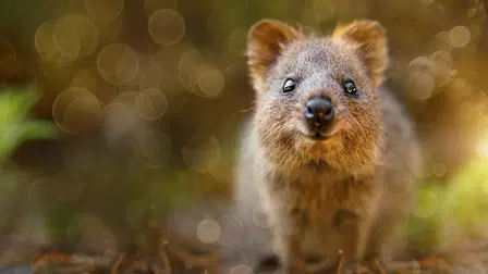 Baby Animals Down Under