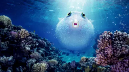 Pallino e le meraviglie della barriera corallina