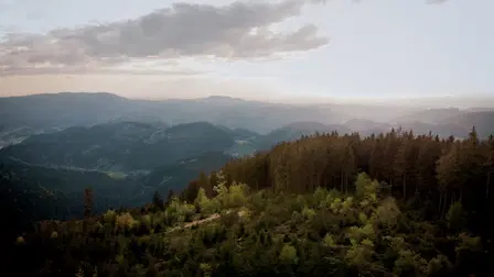 Der Magische Wald: Reptilien und Amphibien