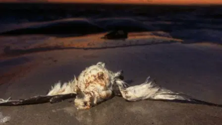 Nature's Revenge