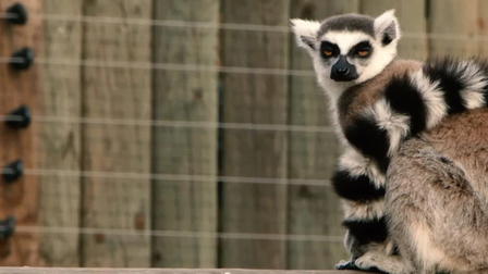 Alpine Zoos and You