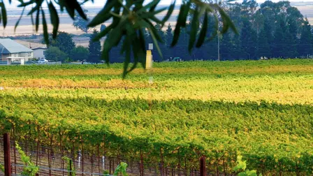 The Routes to Roots: Napa and Sonoma
