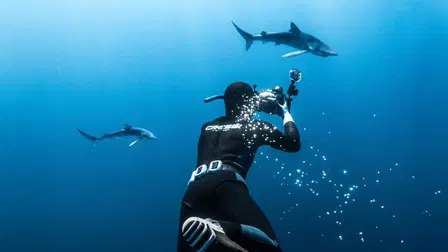 Shark Preyed