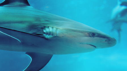 Bride of Jaws