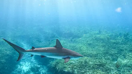 Blue Planet Revisited