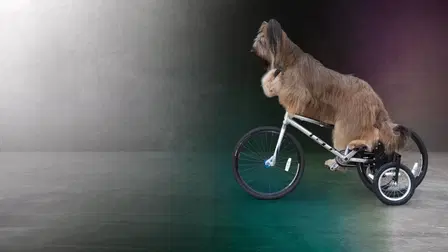 World's Greatest Dogs