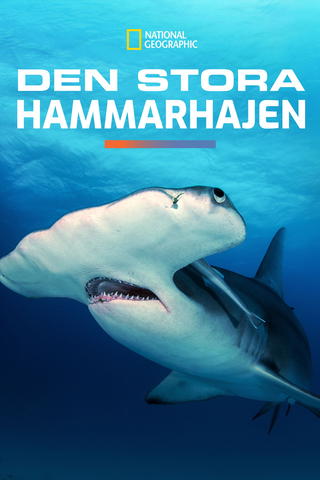Den stora hammarhajen