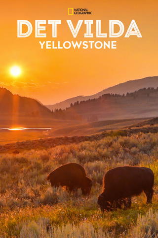 Det vilda Yellowstone