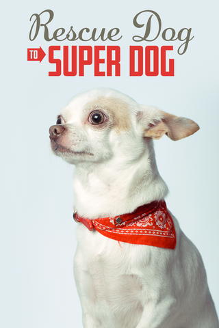 Rescue Dog to Super Dog