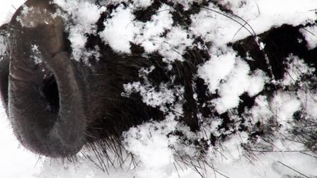 Vildsvinets återkomst