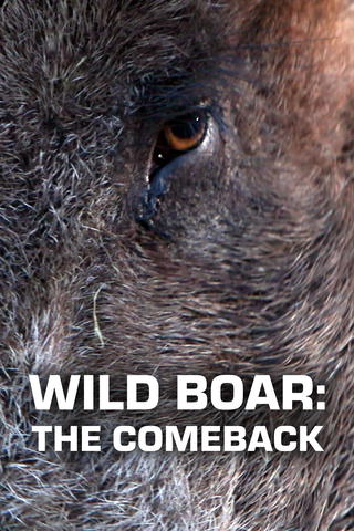 Wild Boar: The Comeback