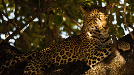 Leopards of Dead Tree Island