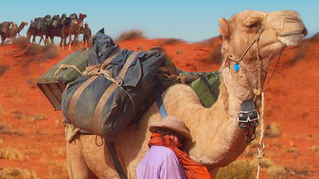 Running Wild: Australia's Camels
