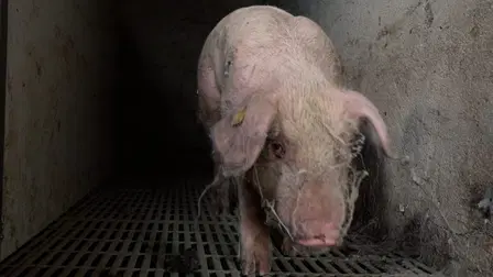 Stop the Presses: The American Newspaper In Peril