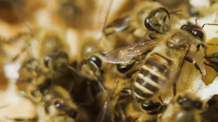 A World Without Bees?