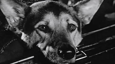 Le chien
