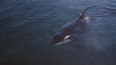 Namu, the Killer Whale
