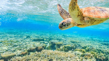 Murder on the Reef