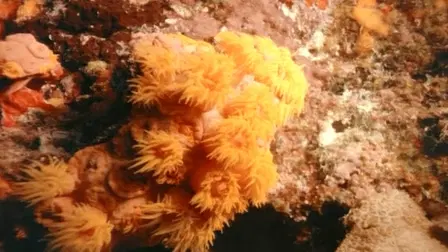 The Great Barrier Reef