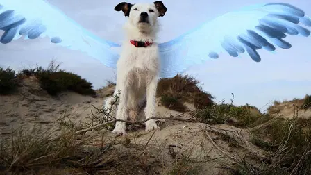 The Flying Dog