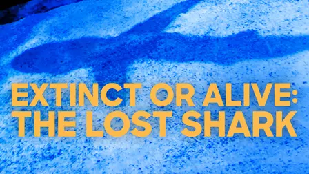 El misterio del tiburón perdido