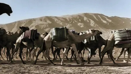 Animals at War, Wild Heroes of World War II