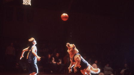 Basketball-hunden