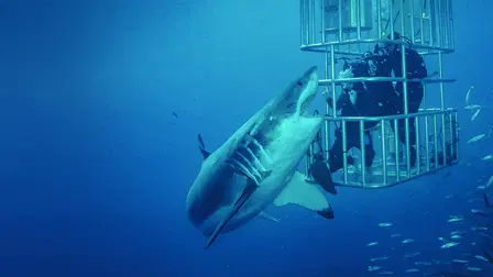 Tiburones: cuarentena en Nueva Zelanda