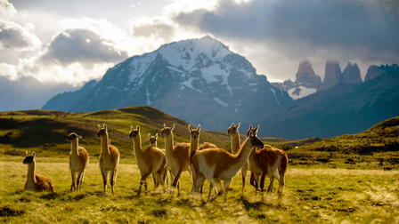 Migraciones Animales Épicas: Patagonia