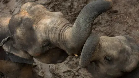 Elephant Power
