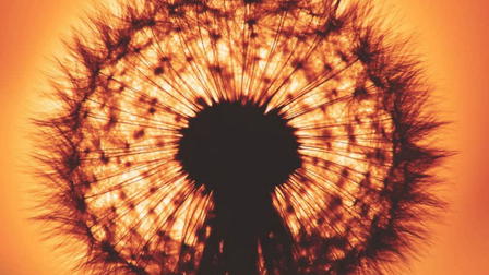 Vivir de la luz