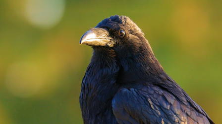 What Ravens Do