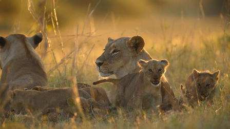 Big Cats, Small World