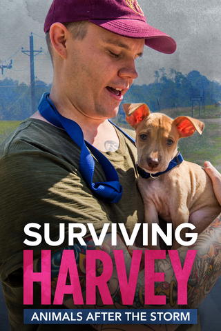 Surviving Harvey: Animals After the Storm