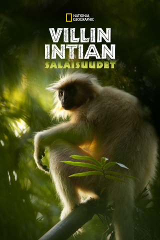 Villin Intian salaisuudet