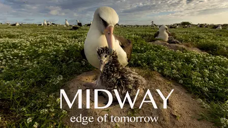 Midway: Edge of Tomorrow