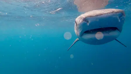 Sharks: Reef Rivals