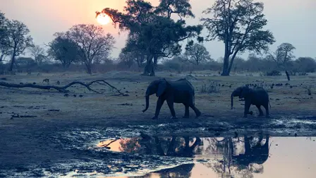 A Night on Earth: Africa